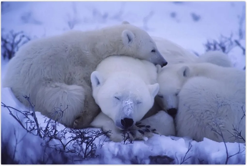 Tablou - Urși polari (90x60 cm)