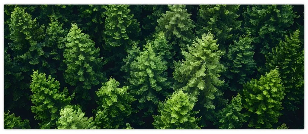 Tablou - Pădure (120x50 cm)