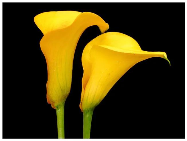 Fototapet - Two yellow calla flowers on a black background