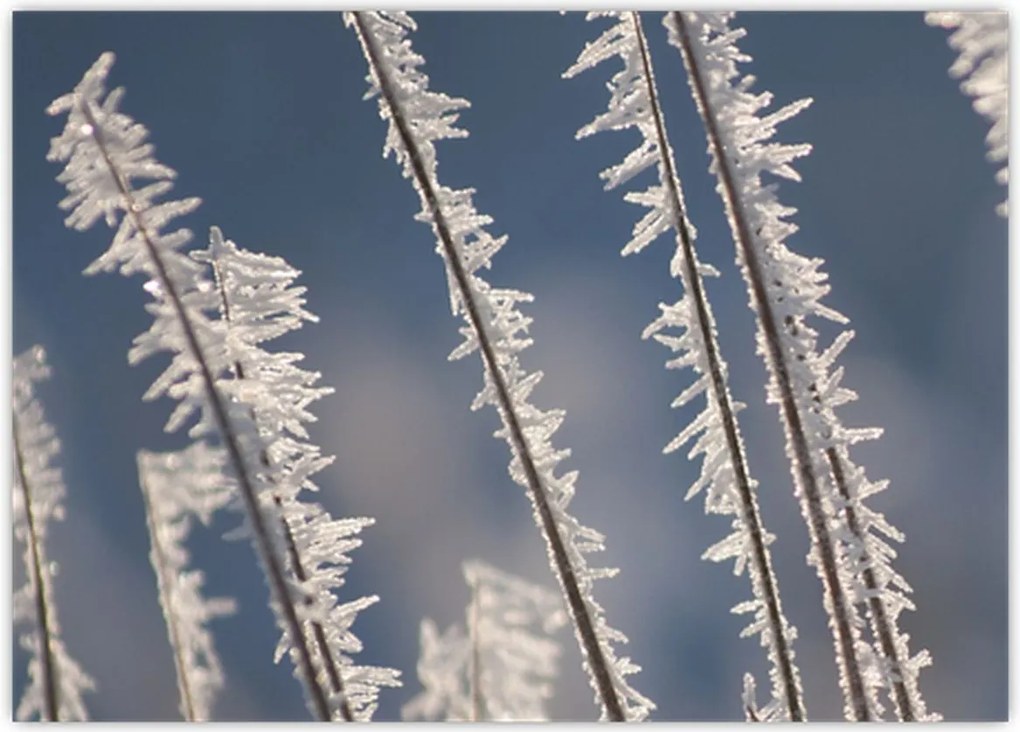 Tablou - Îngheț (70x50 cm)