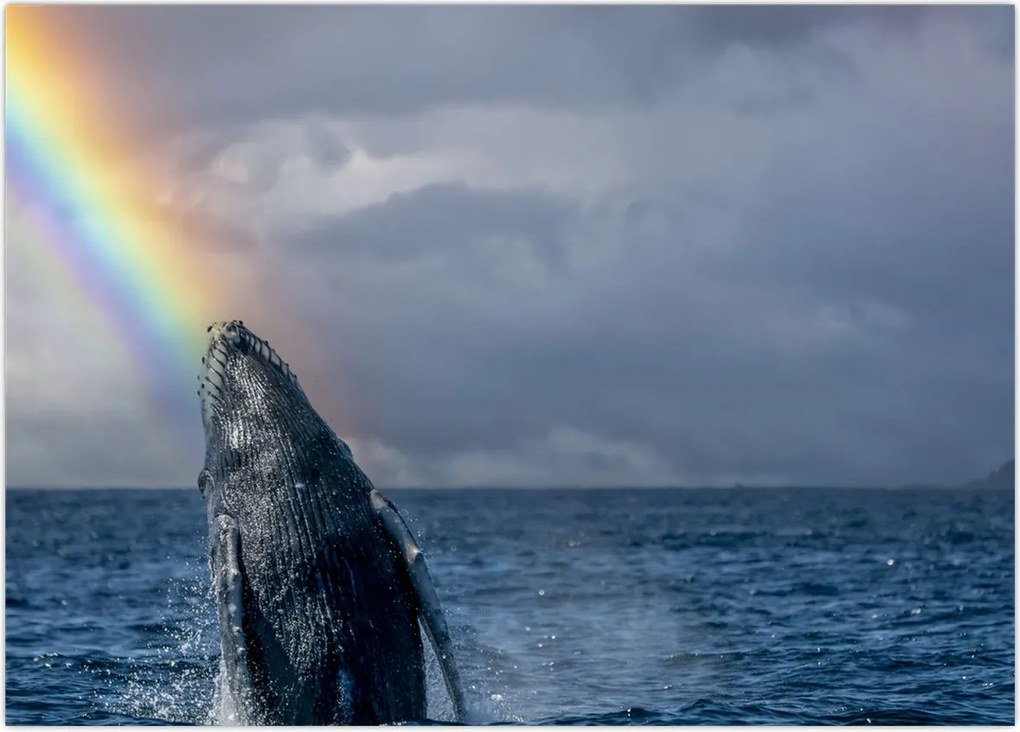 Tablou - Cocoșatul (70x50 cm)