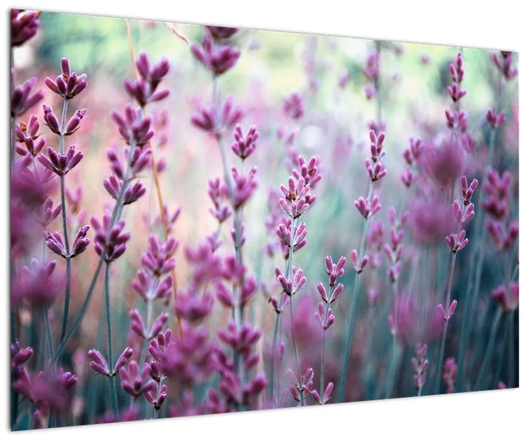 Tablou - Lavandă (90x60 cm)