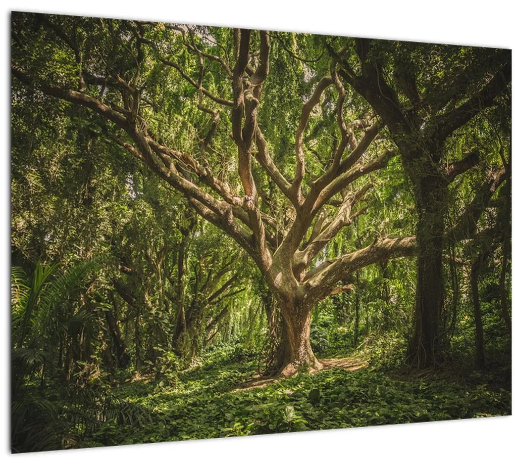 Tablou cu copaci (70x50 cm)
