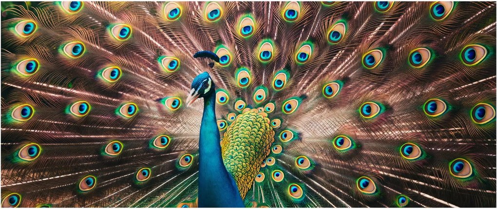 Tablou - Păun (120x50 cm)