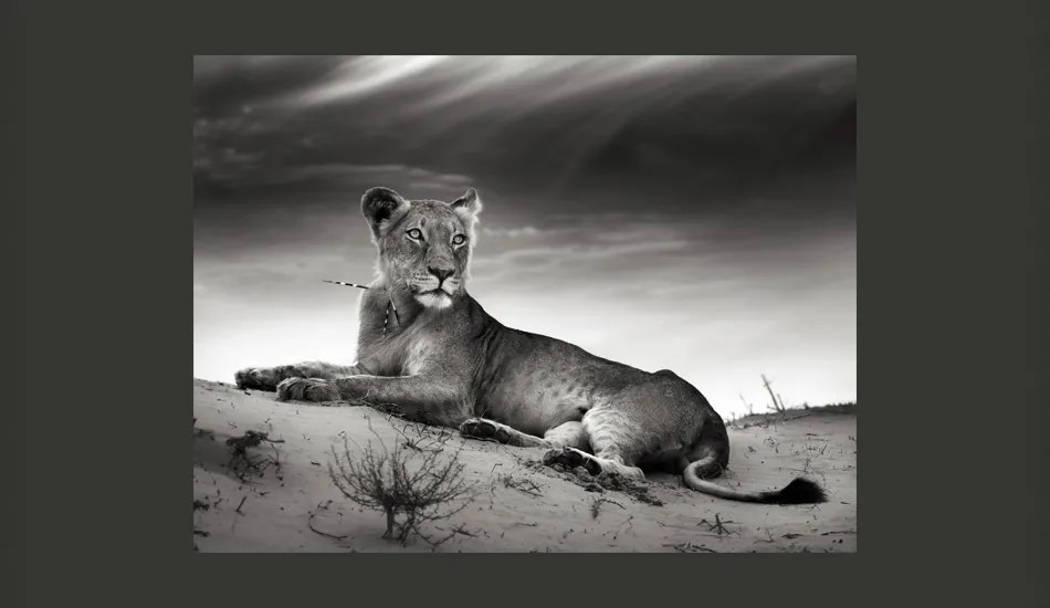 Fototapet Bimago - Black and white lioness + Adeziv gratuit 200x154 cm