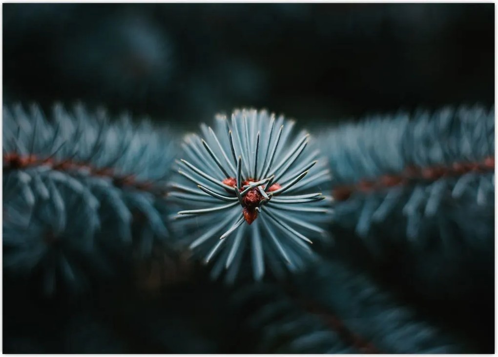 Tablou -Crenguțe ale unui conifer (70x50 cm)