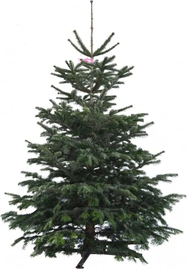 Brad natural de Craciun Nordmann Standard 175-200 cm