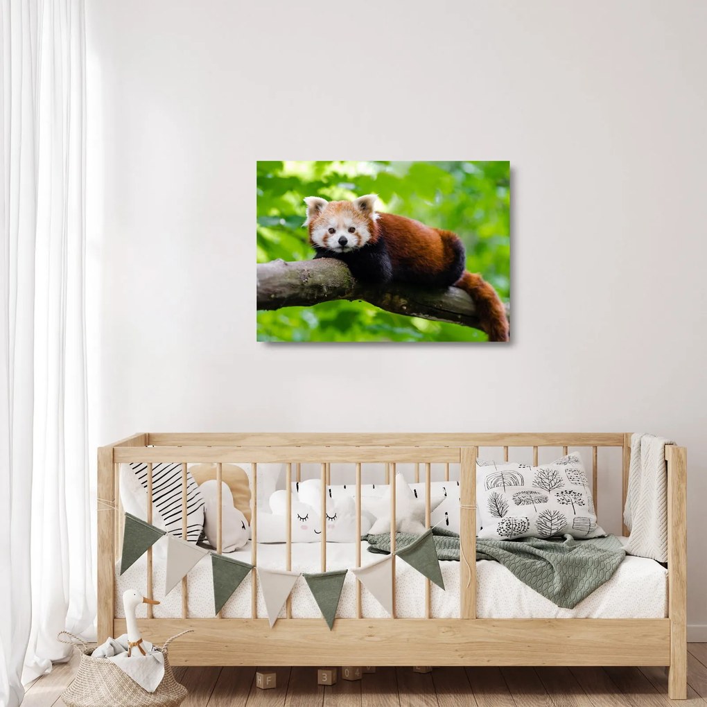 Tablou pe sticlă cu panda roșie (70x50 cm)