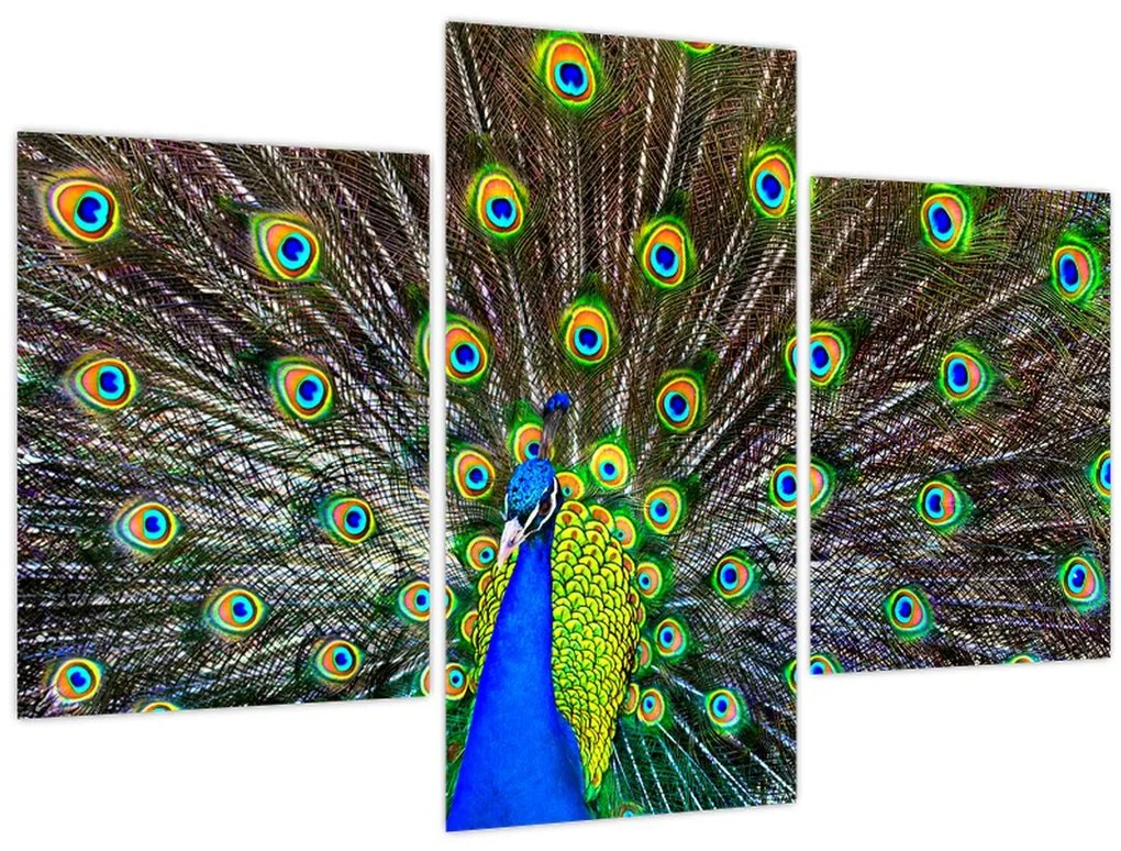 Tablou - Păun (90x60 cm)