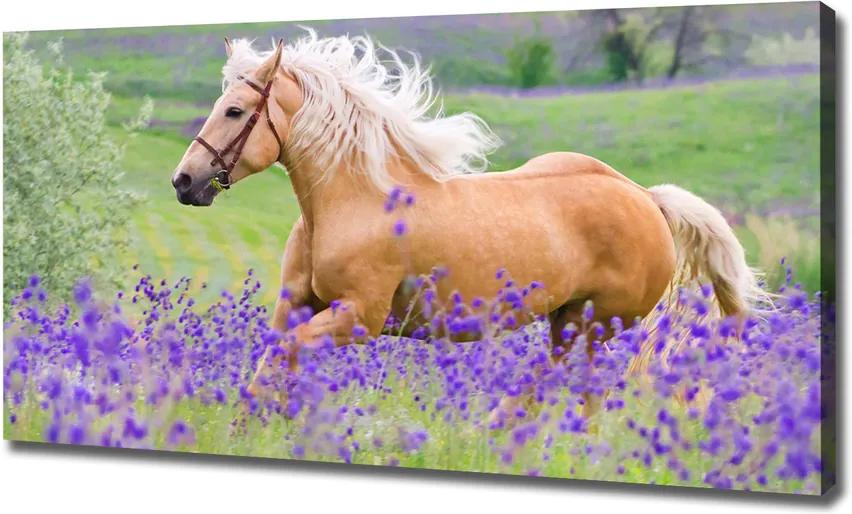 Tablou pe pânză canvas Un cal într-un câmp de lavandă