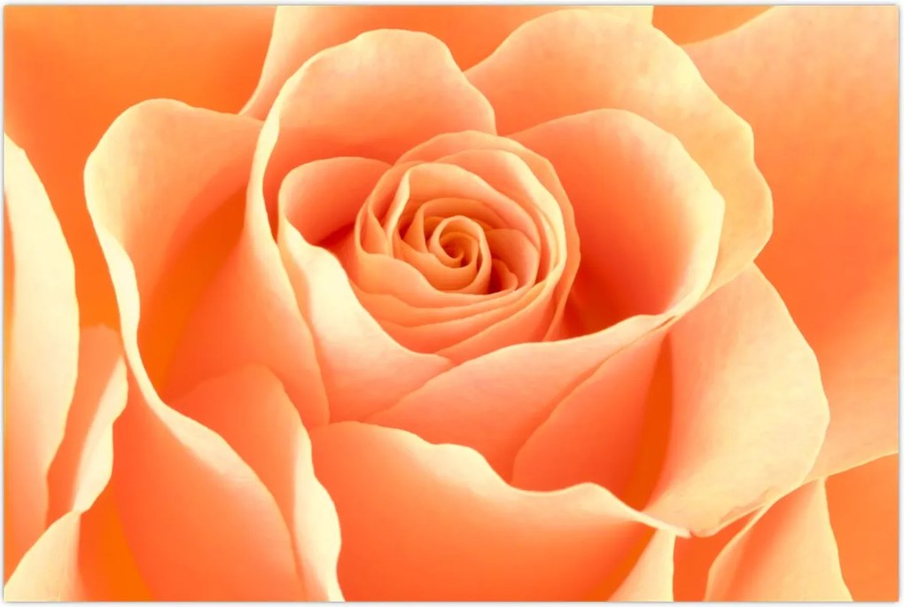 Tablou - Imaginea- Trandafiri, culoarea caisei (90x60 cm)