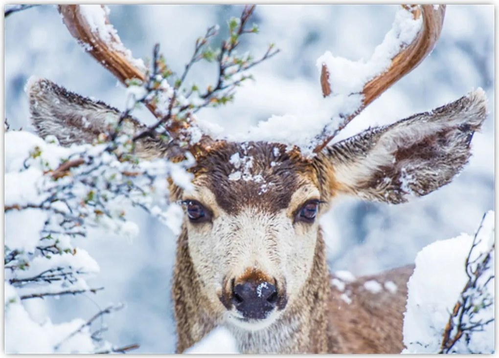 Tablou - Cerbul catâr (70x50 cm)