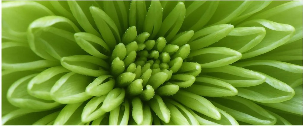 Tablou - Imagine macro a unei plante (120x50 cm)