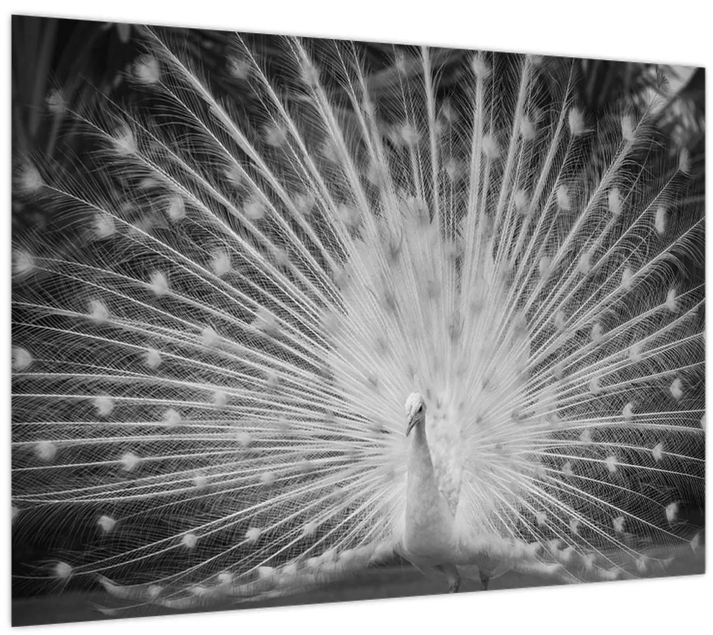 Tablou pe sticlă - Păun alb (70x50 cm)