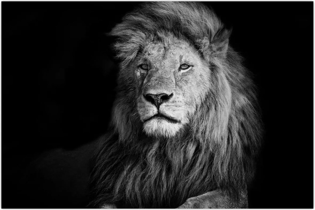 Tablou - Leu, alb și negru (90x60 cm)