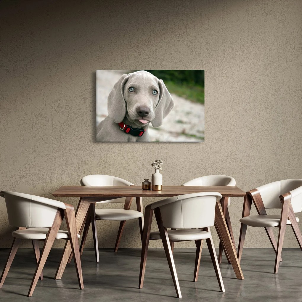 Tablou - cățeluș weimaraner (90x60 cm)