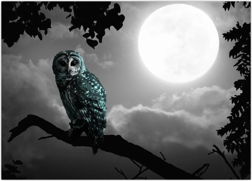 Tablou - Bufniță de noapte, albastru (70x50 cm)