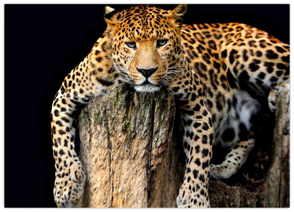 Tablou pe sticlă - Ghepard (70x50 cm)