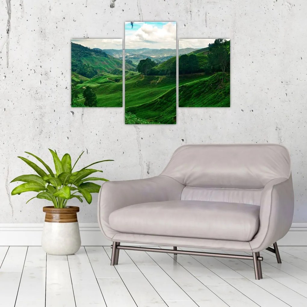 Tablou Plantații de ceai - Malaezia (90x60 cm)