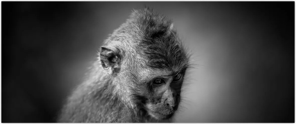 Tablou - Maimuță (120x50 cm)