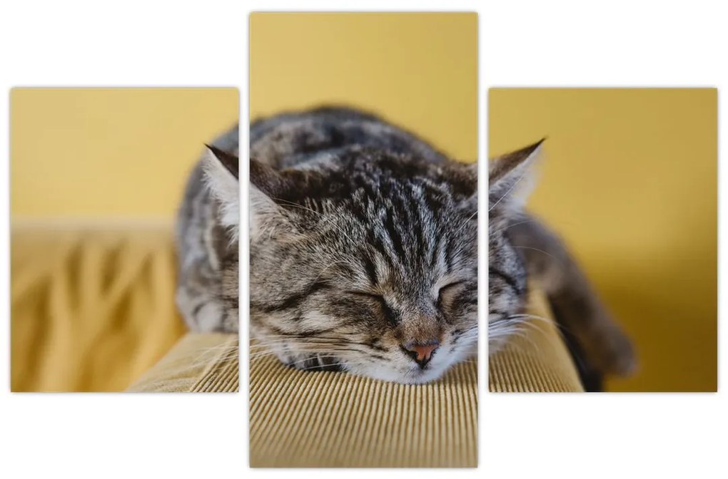 Tablou cu pisica pe fotoliu (90x60 cm)