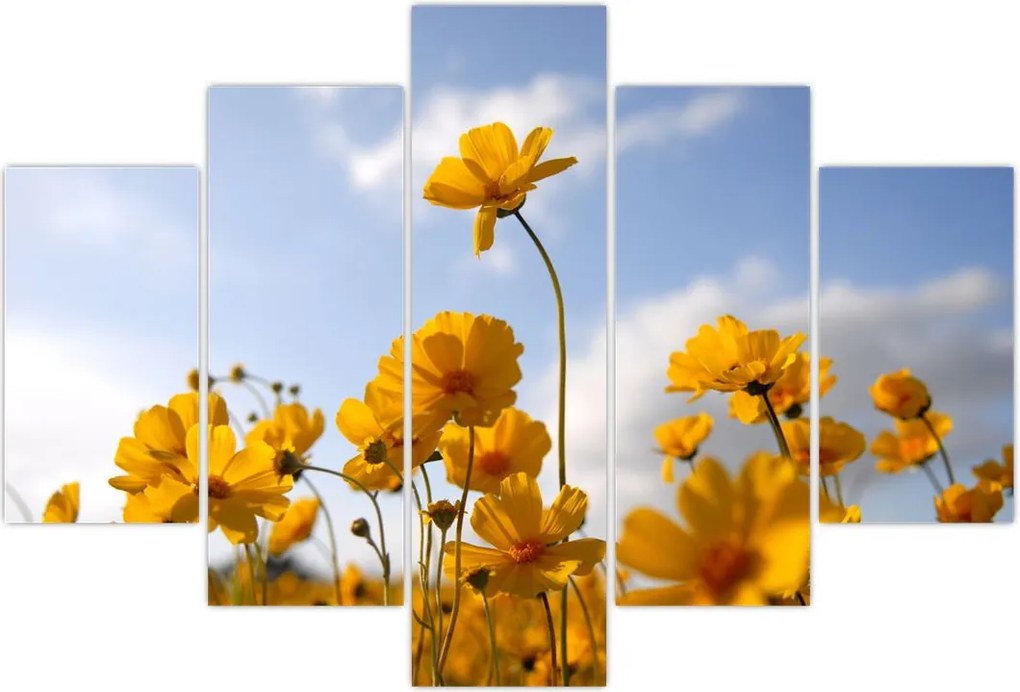 Tablou - Câmp cu flori galben deschis (150x105 cm)