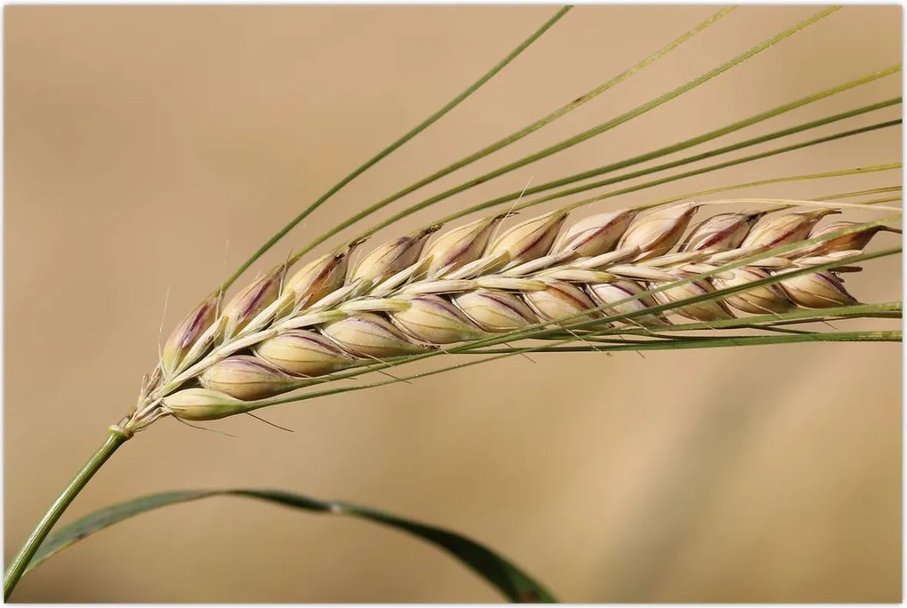 Tablou - Grâu (90x60 cm)
