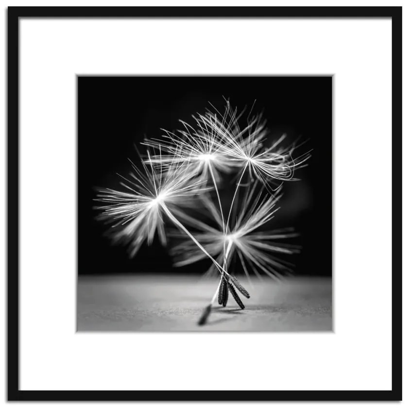 Poster 50x50 cm Dandel - Styler