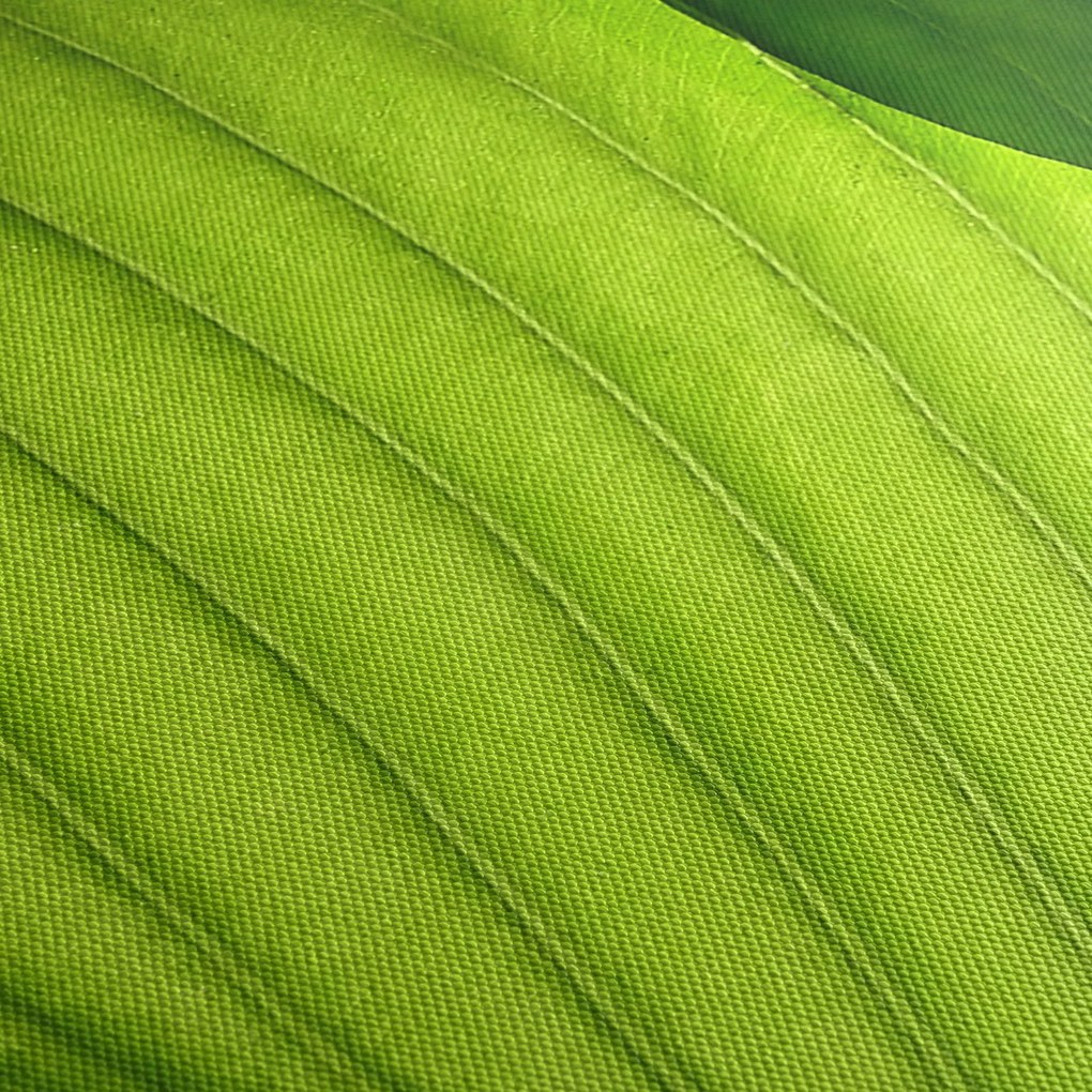 Tablou - Detaliu de frunză verde (120x50 cm)