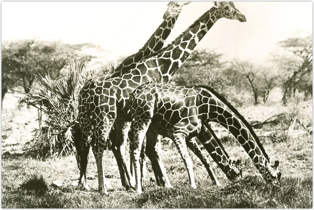 Tablou - Girafe, de epocă (90x60 cm)