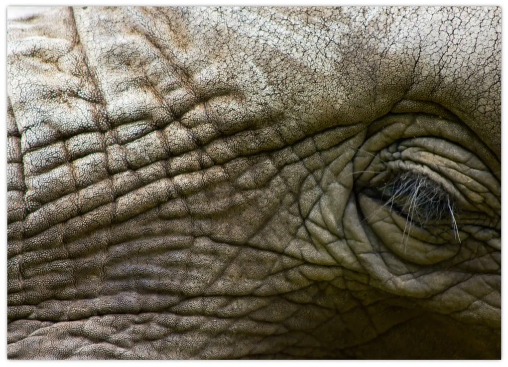Tablou pe sticlă - Prim-planul ochiului de elefant vechi (70x50 cm)