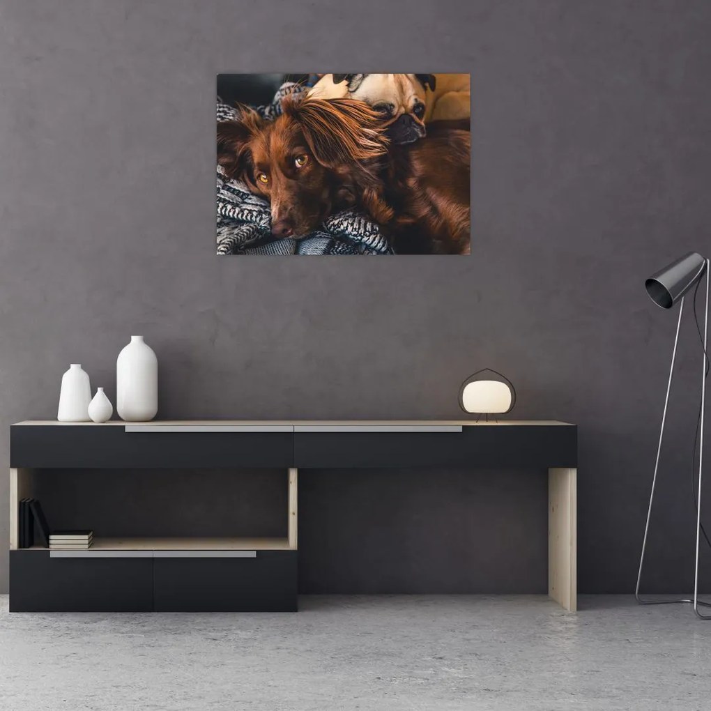 Tablou cu câini dormind (70x50 cm)