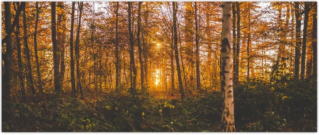 Tablou - Pădurea toamna (120x50 cm)