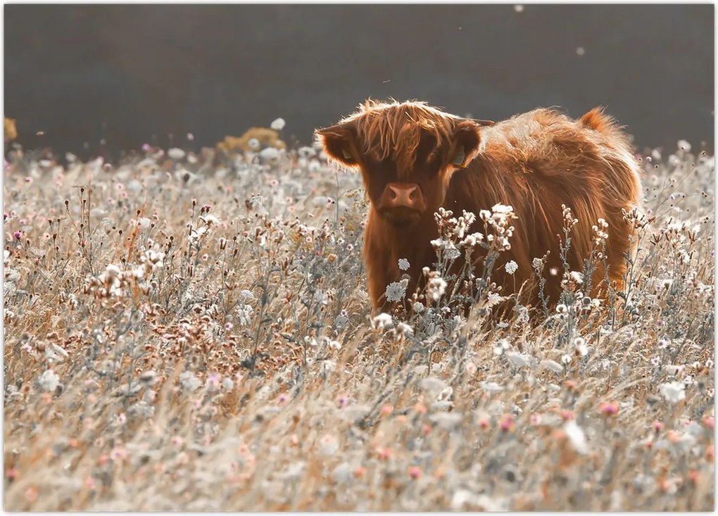 Tablou - Vacă scoțiană (70x50 cm)