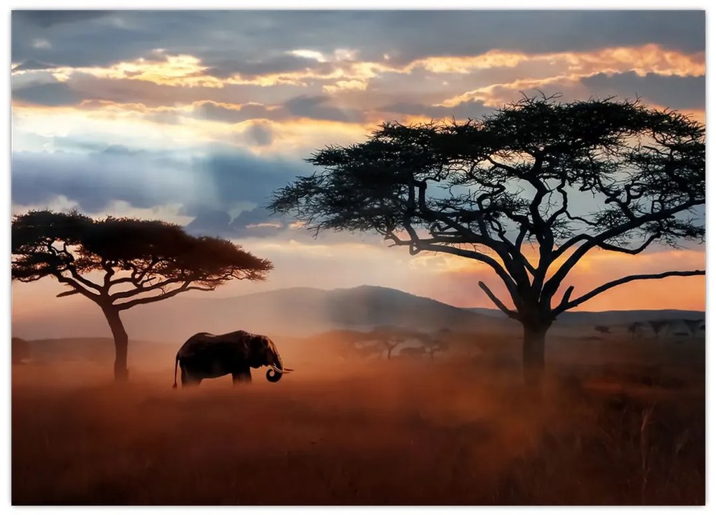 Tablou pe sticlă - Parcul Național Serengeti, Tanzania, Africa (70x50 cm)