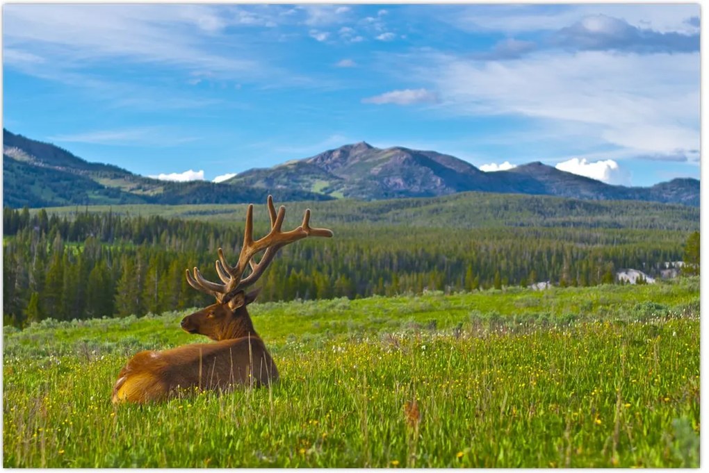 Tablou - Cerb în luncă (90x60 cm)