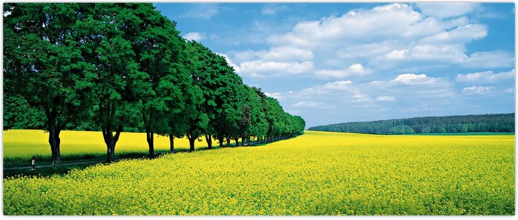 Tablou - Câmp cu alei (120x50 cm)