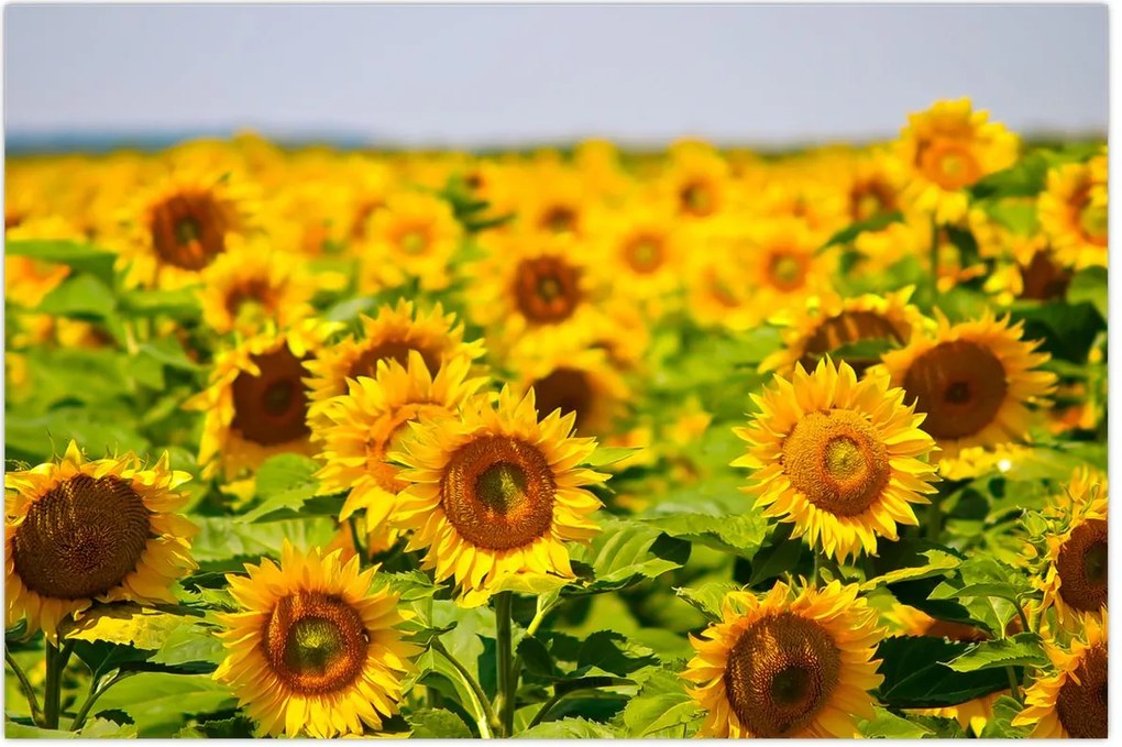 Tablou - Floarea-soarelui (90x60 cm)