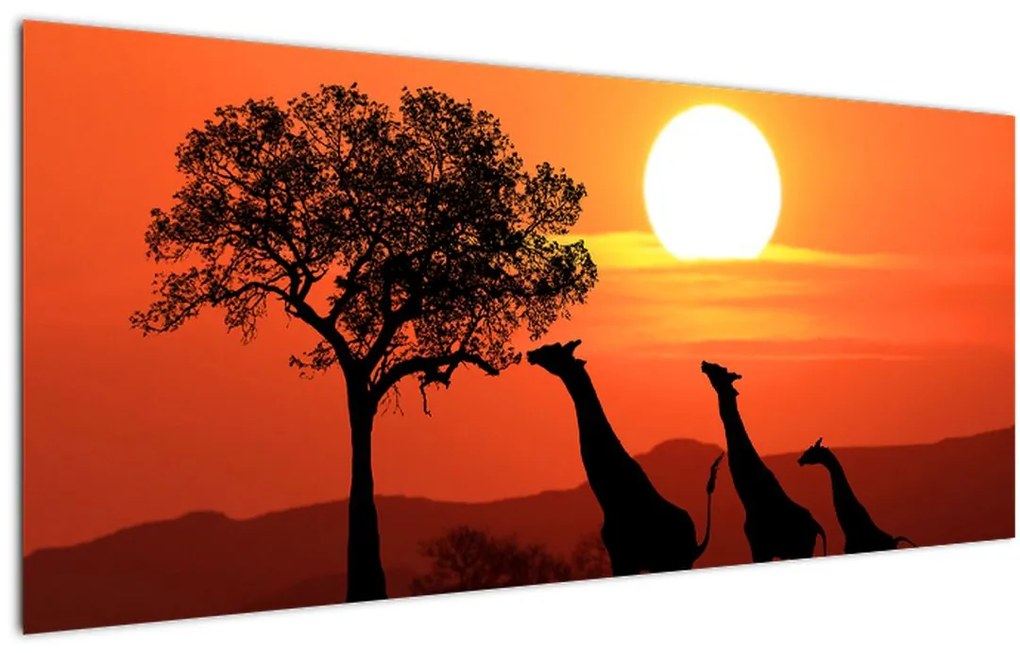 Tablou cu girafe în apus de soare (120x50 cm)
