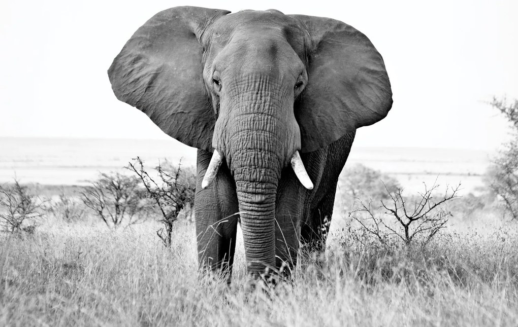 Fototapet - Elefant african (147x102 cm)