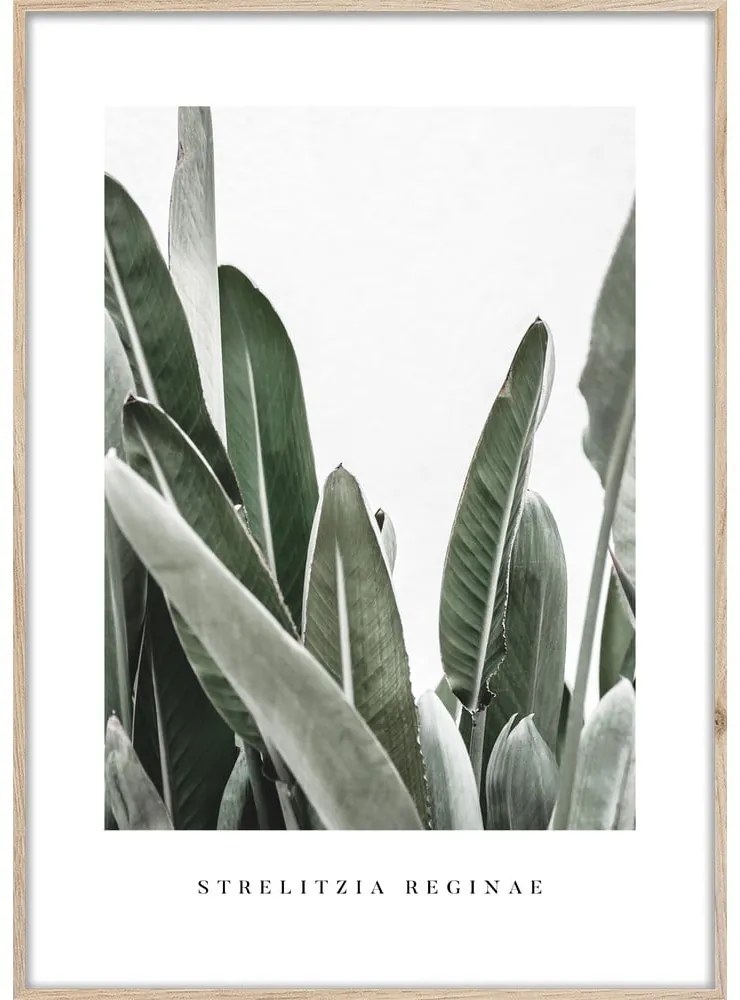 Tablou 50x70 cm Strelitzia – Styler