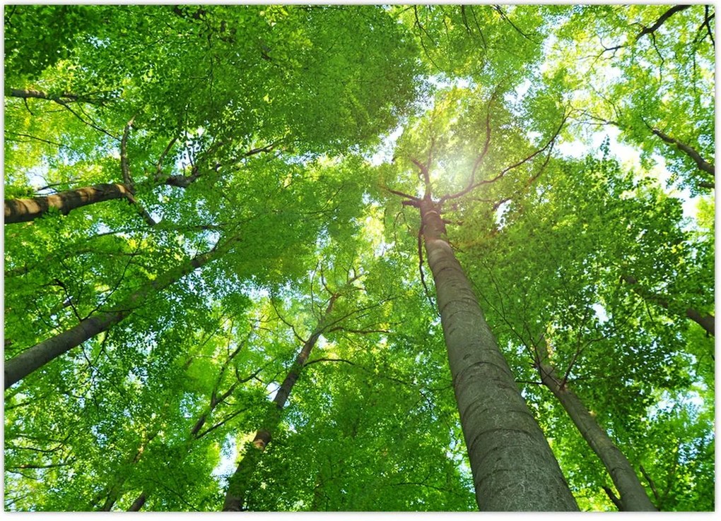 Tablou - Lunca (70x50 cm)