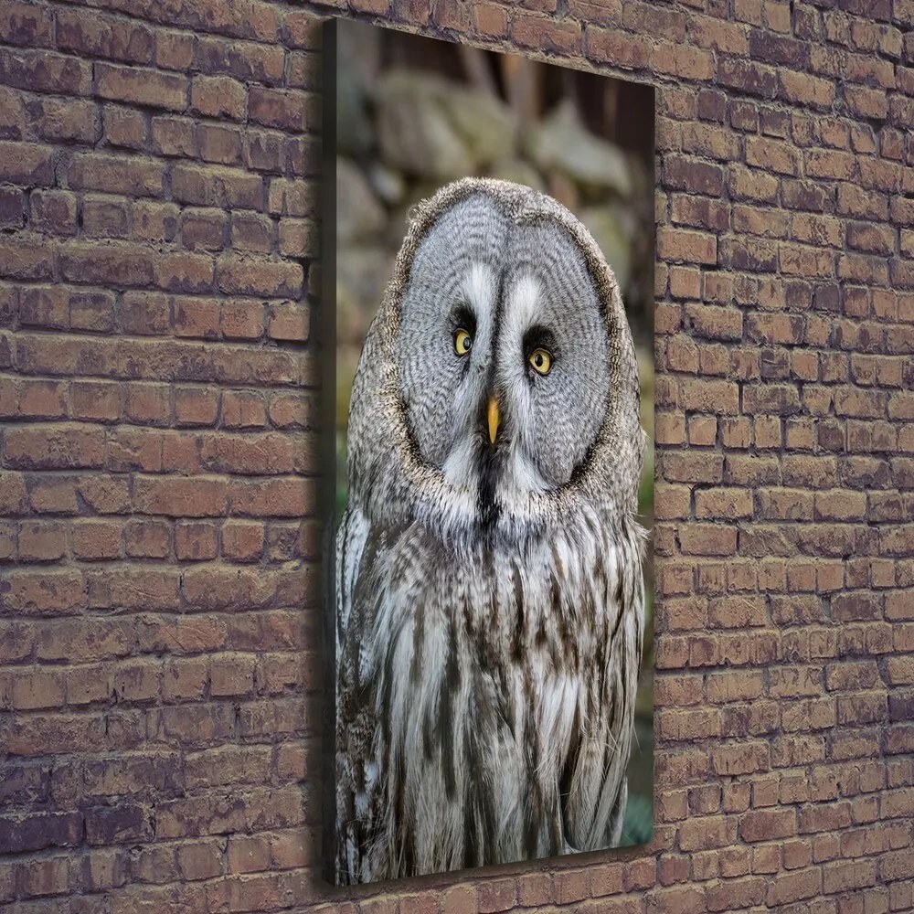 Imprimare tablou canvas Bufniţă