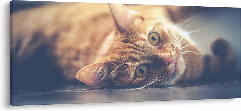 Tablou - Pisici pe podea (120x50 cm)