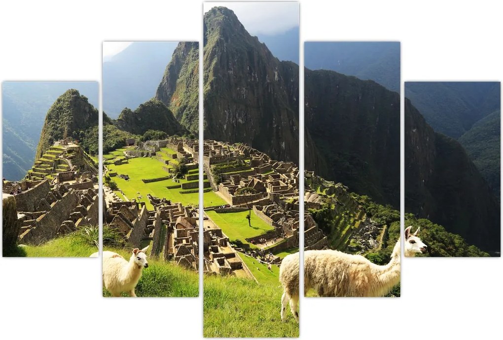 Tablou - Lame in Machu Picchu (150x105 cm)
