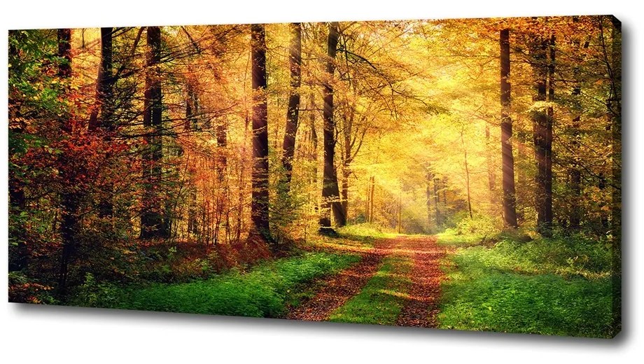 Tablouri tipărite pe pânză Pădure în toamna