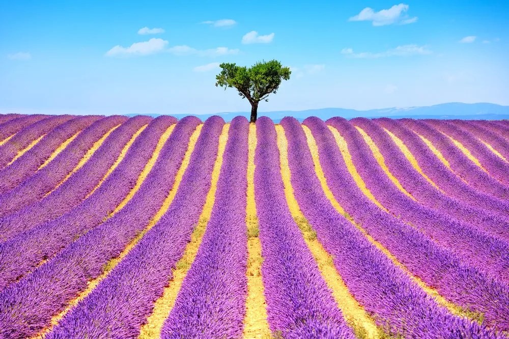 Fototapet câmp de lavandă provensal