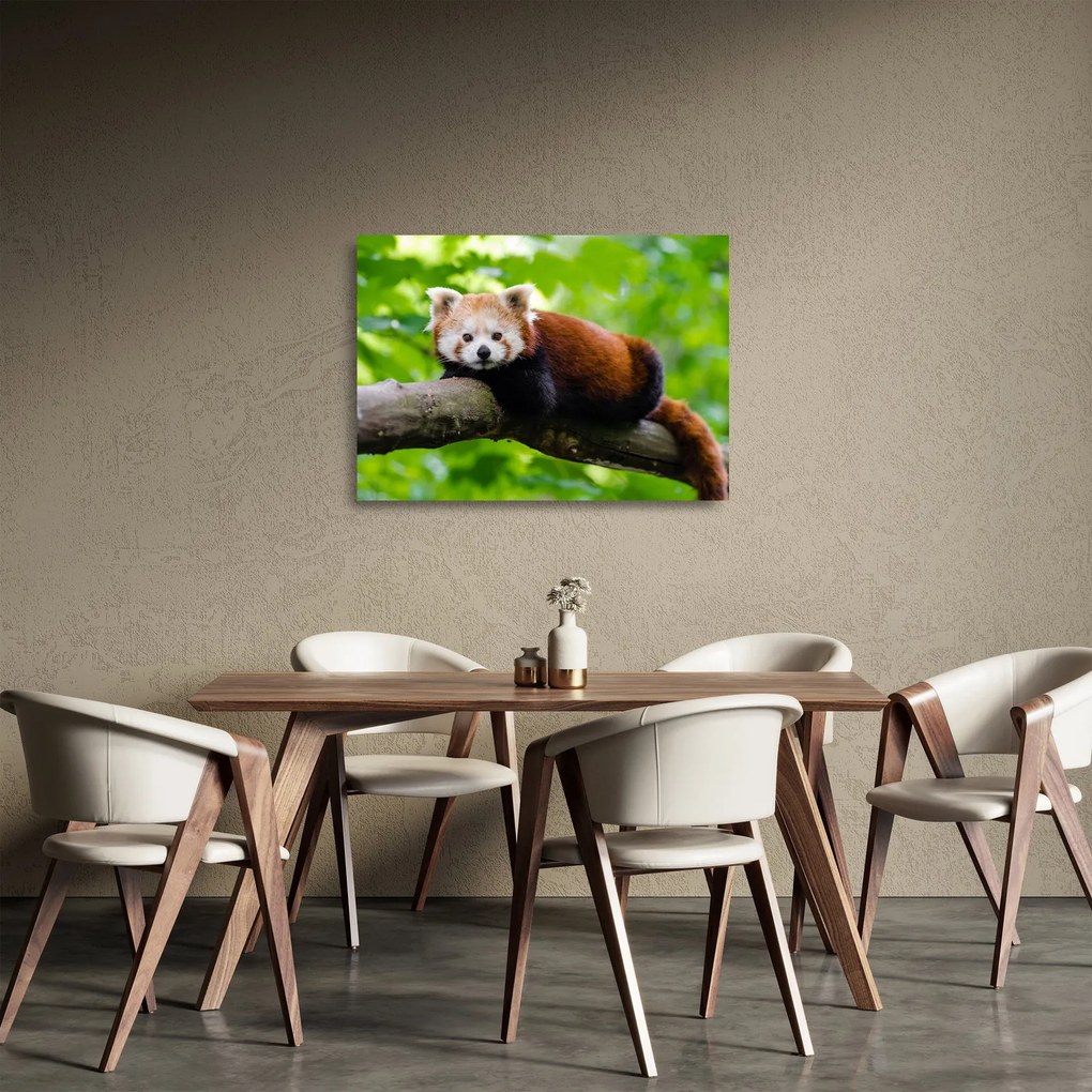 Tablou pe sticlă cu panda roșie (70x50 cm)