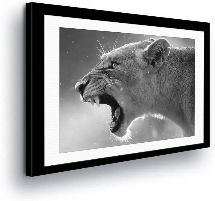 GLIX Tablou - Black and White Lioness 100x75 cm