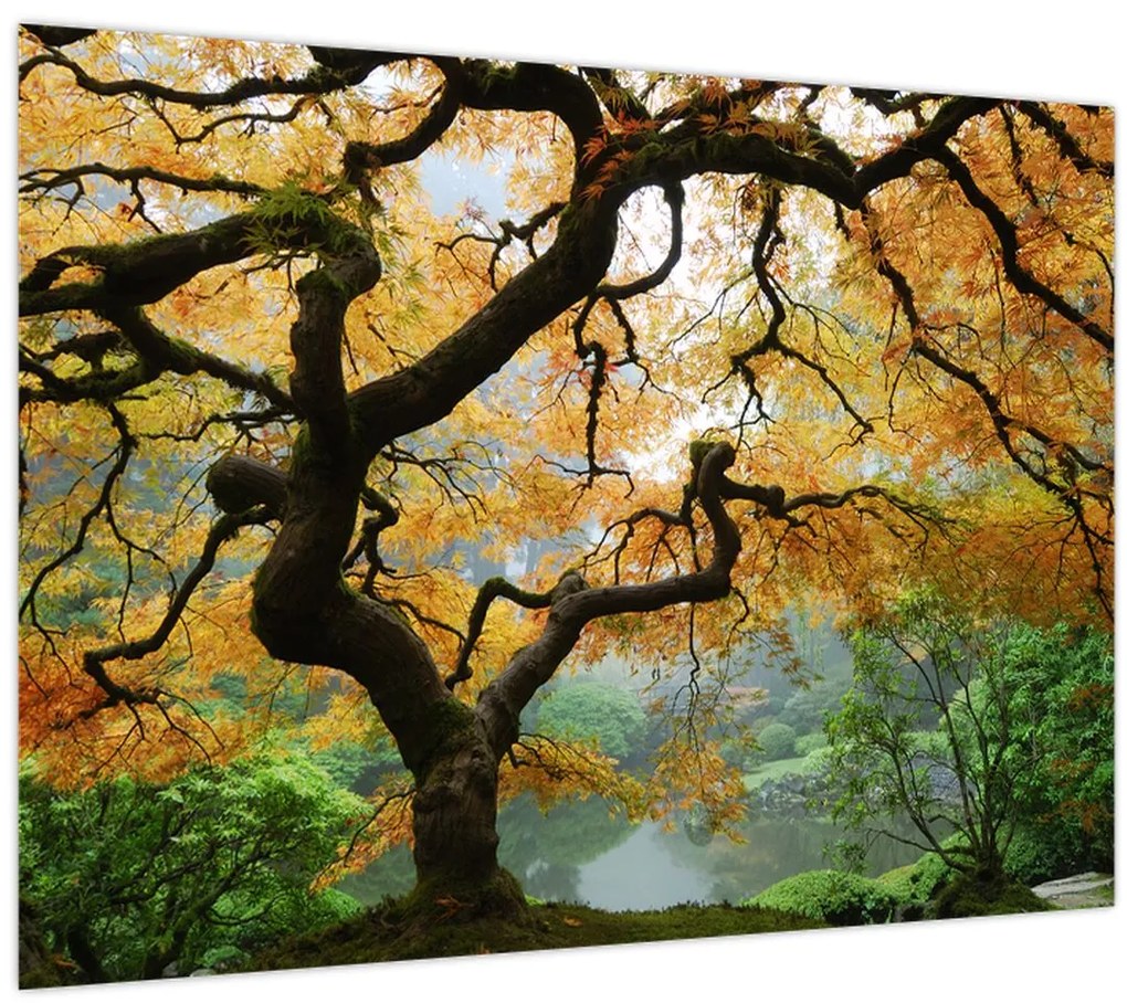 Tablou - Arțarul japonez galben, Portland, Oregon (70x50 cm)